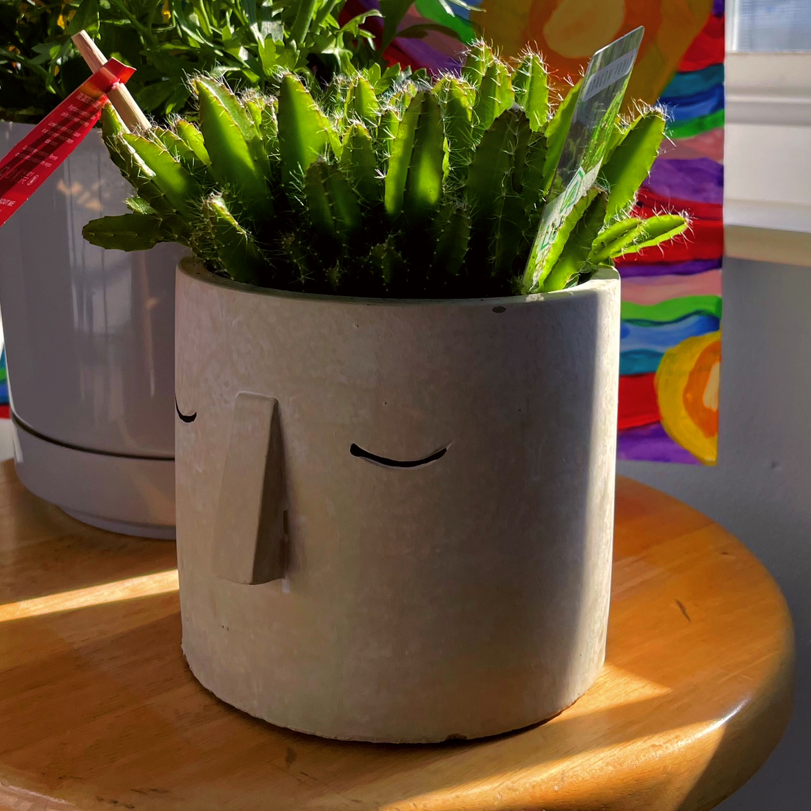 Dragonfruit plant photo by @kathollister named clive :) on Greg, the plant care app.