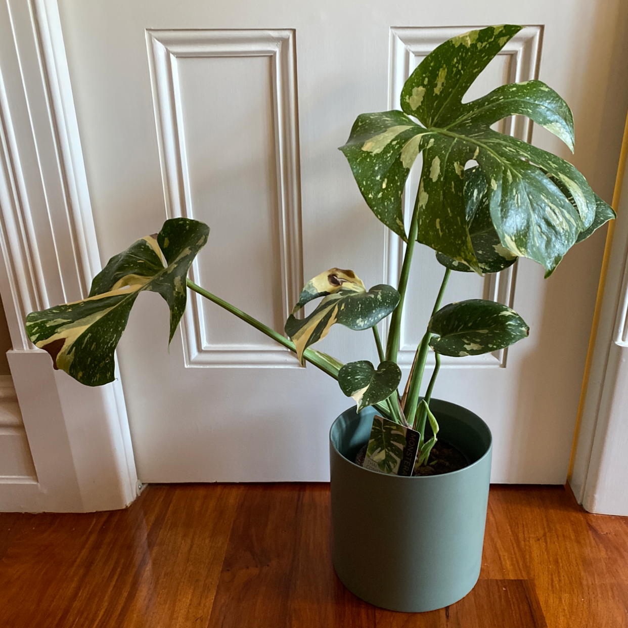 Thai Constellation Monstera plant in a pot with variegated leaves, some showing browning and yellowing.