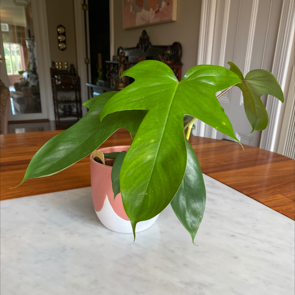 Philodendron 'Florida Beauty' plant in a decorative pot on a table.