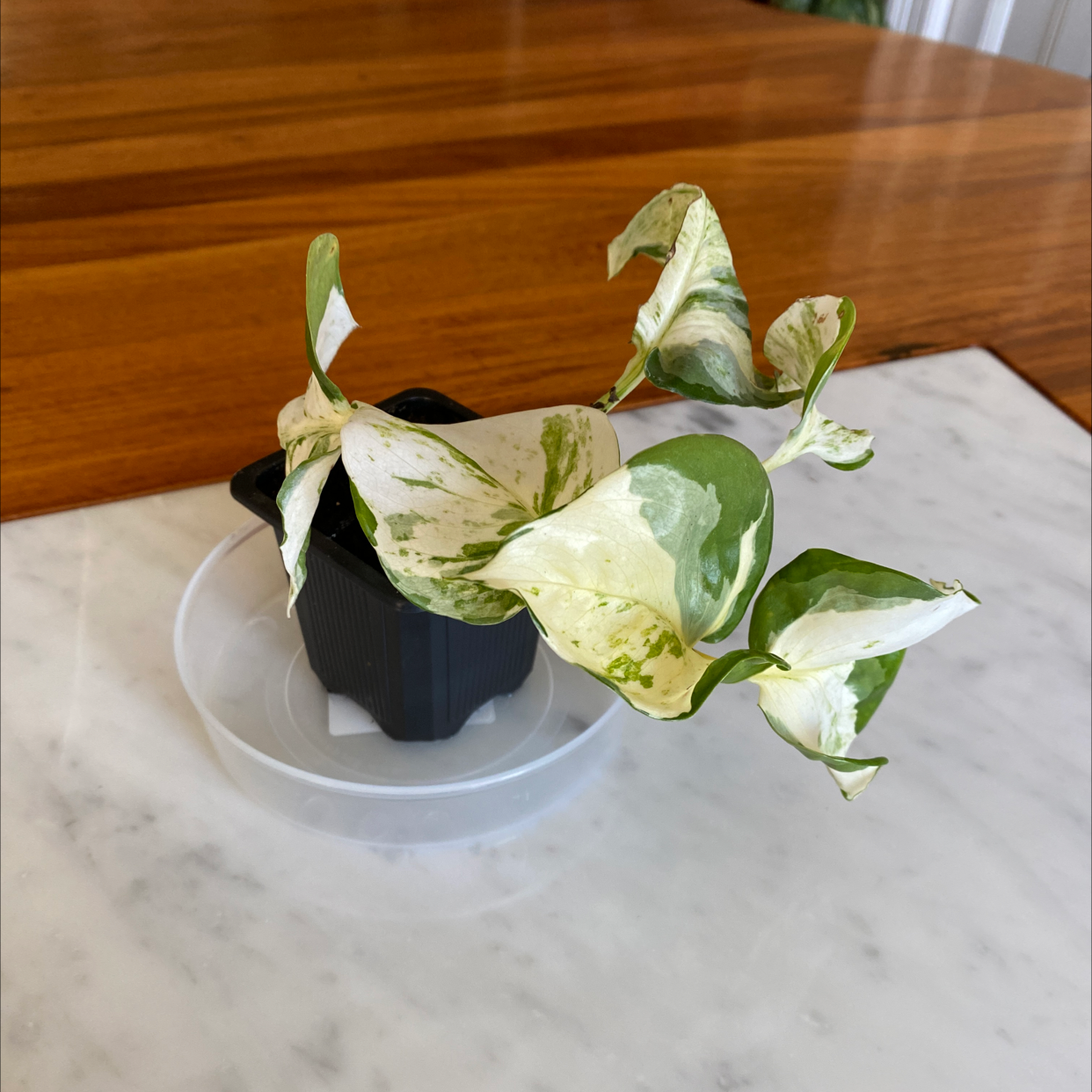 Manjula Pothos plant in a black pot on a white surface with variegated green and white leaves.