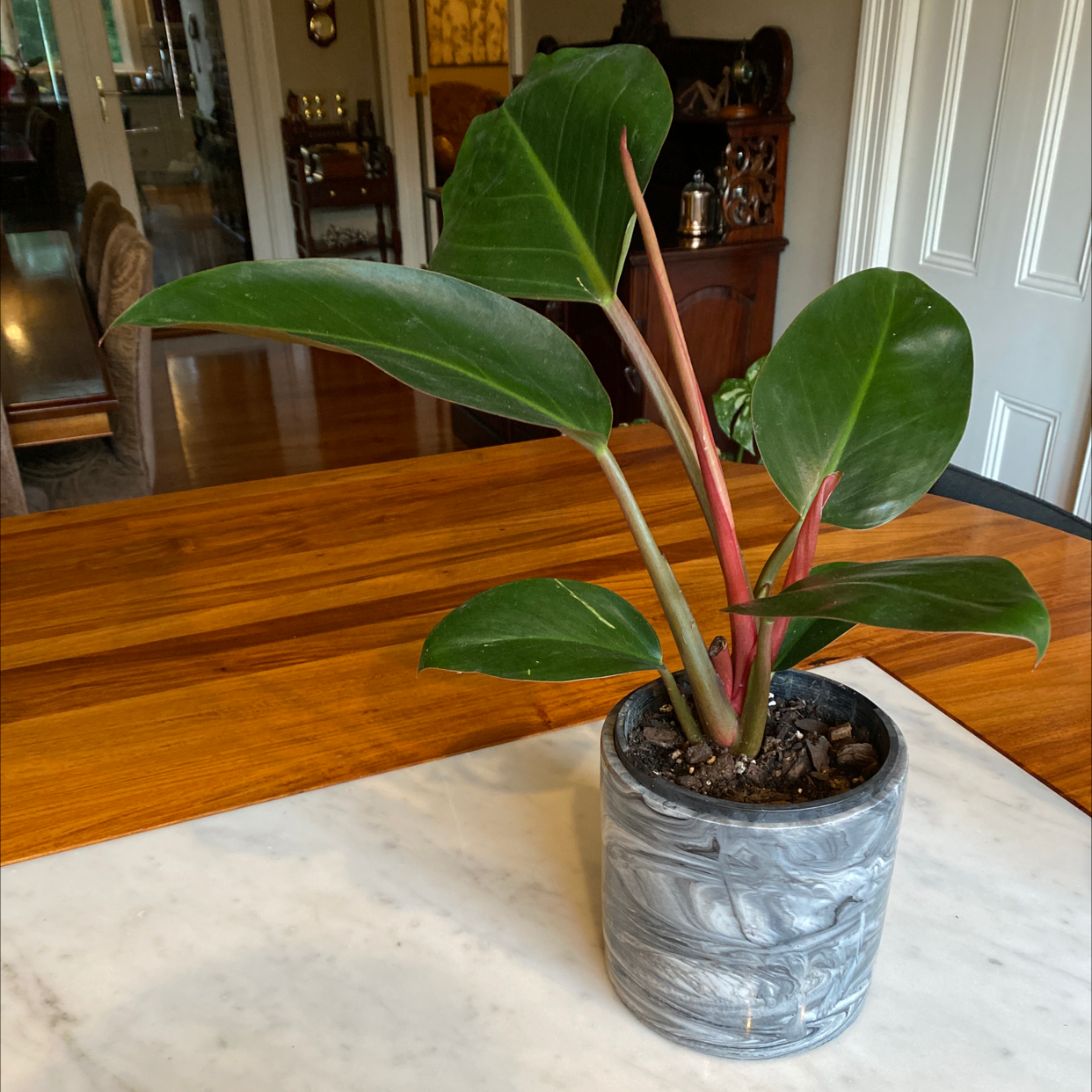 Philodendron 'Red Congo' plant in a pot on a table with indoor furniture in the background.