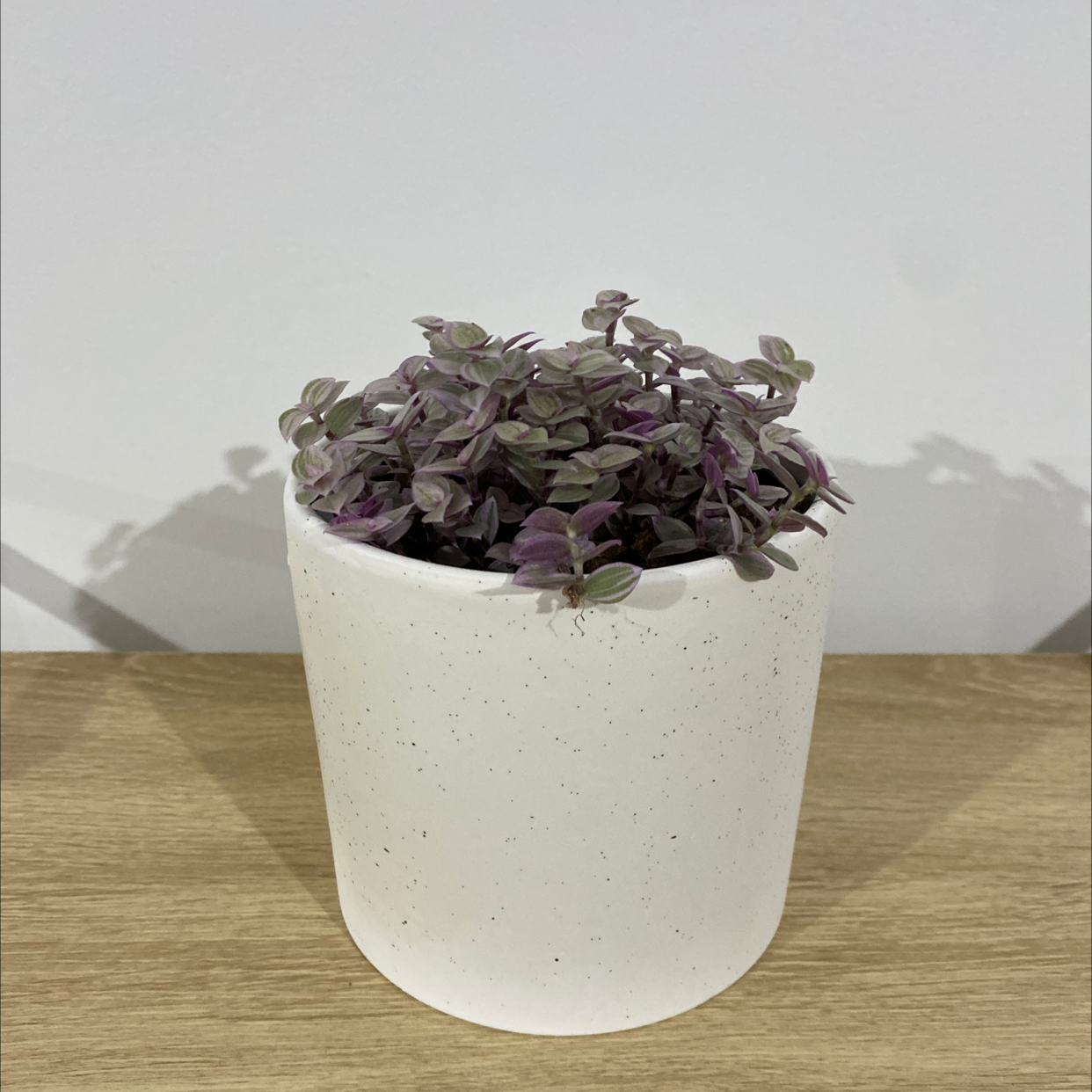 Callisia Pink Panther plant in a white pot with vibrant pink and green leaves.