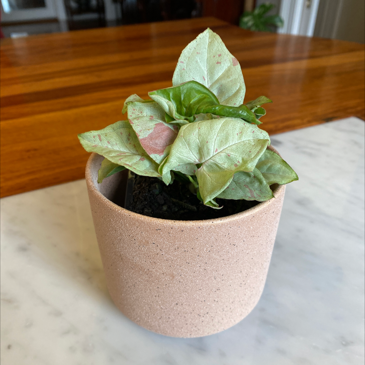 Potted Confetti Syngonium plant with variegated leaves on a table.