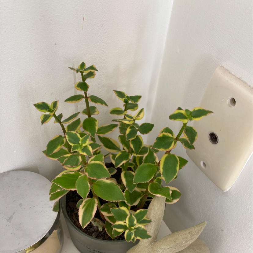 Crassula Pellucida plant with variegated green and white heart-shaped leaves in a white ceramic pot, appears healthy and vibrant.