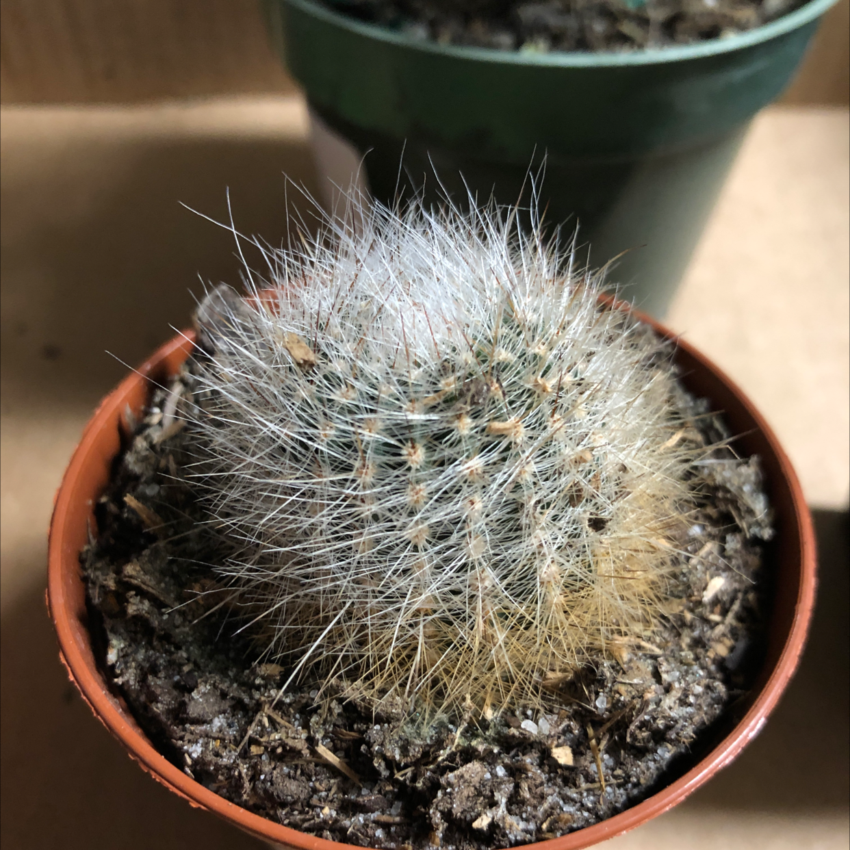 Close-up of a small, round cactus covered in dense white spines, planted in a terracotta pot with visible soil.