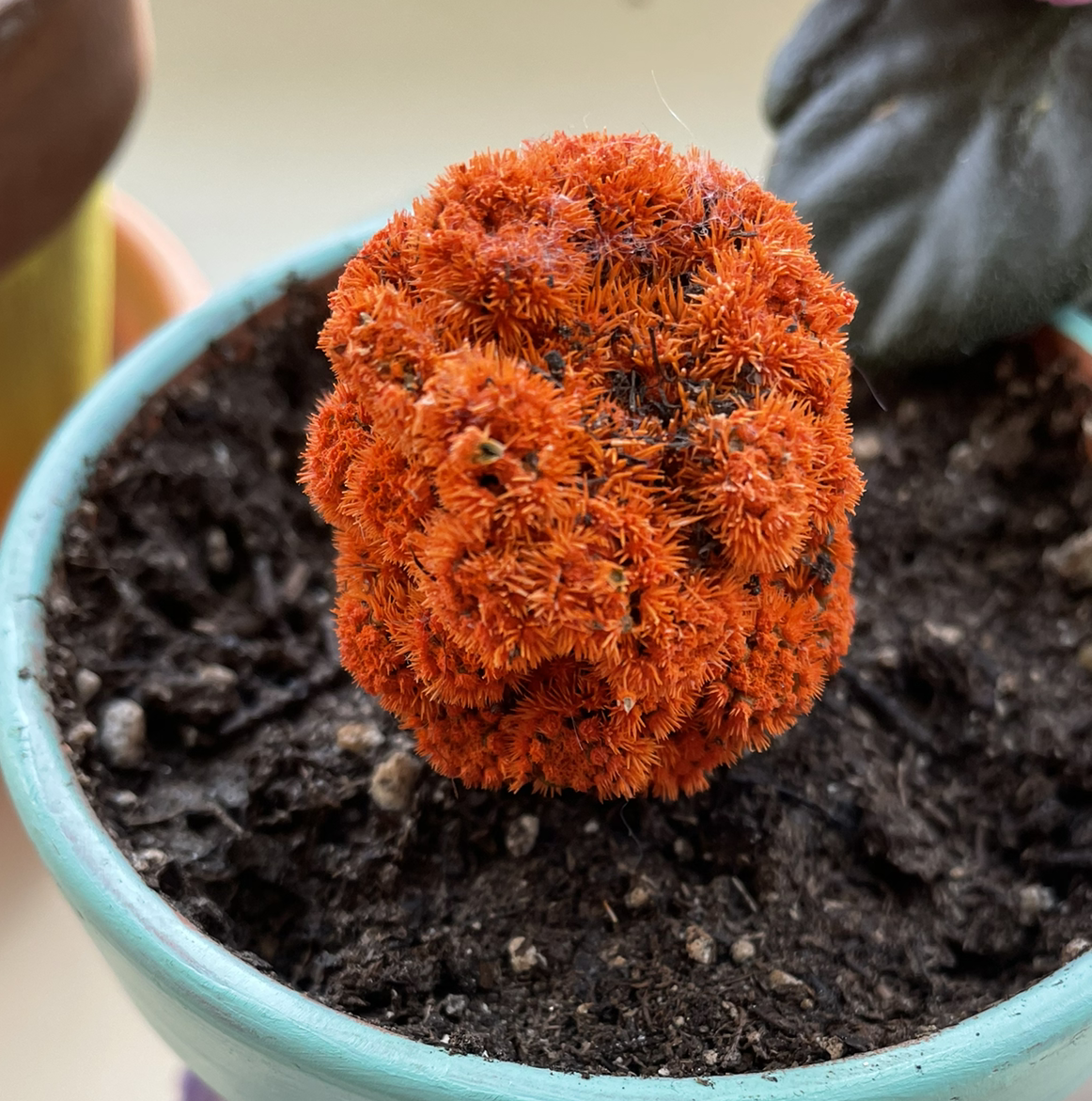 Healthy potted Cockscomb plant with vibrant orange pom-pom like blooms, presented in someone's hands against soil background.