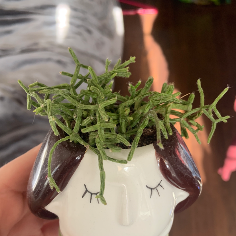 Hairy Stemmed Rhipsalis in a decorative face-shaped pot, held by a hand.