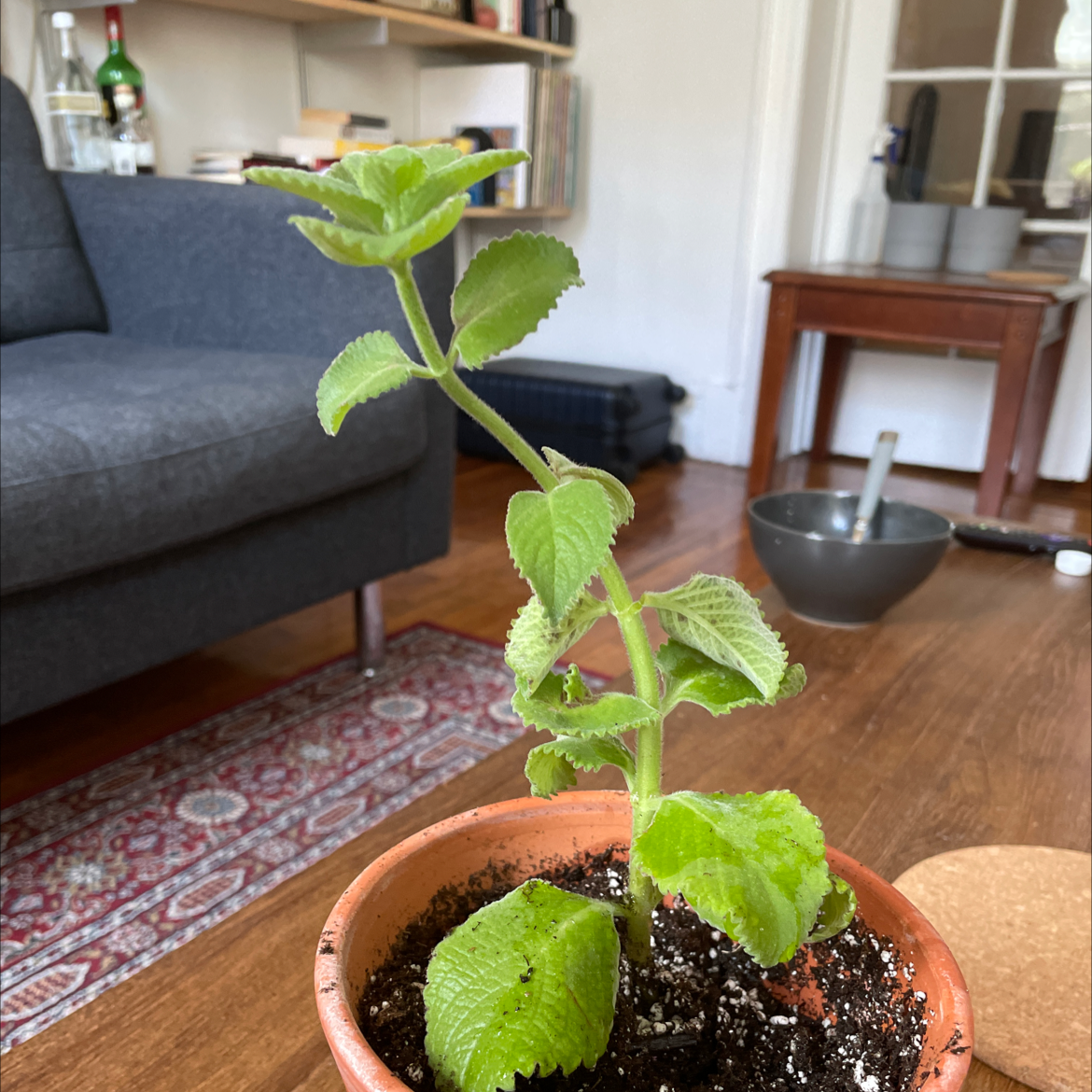 Potted Mexican Mint plant in a living room setting with visible soil and healthy green leaves.