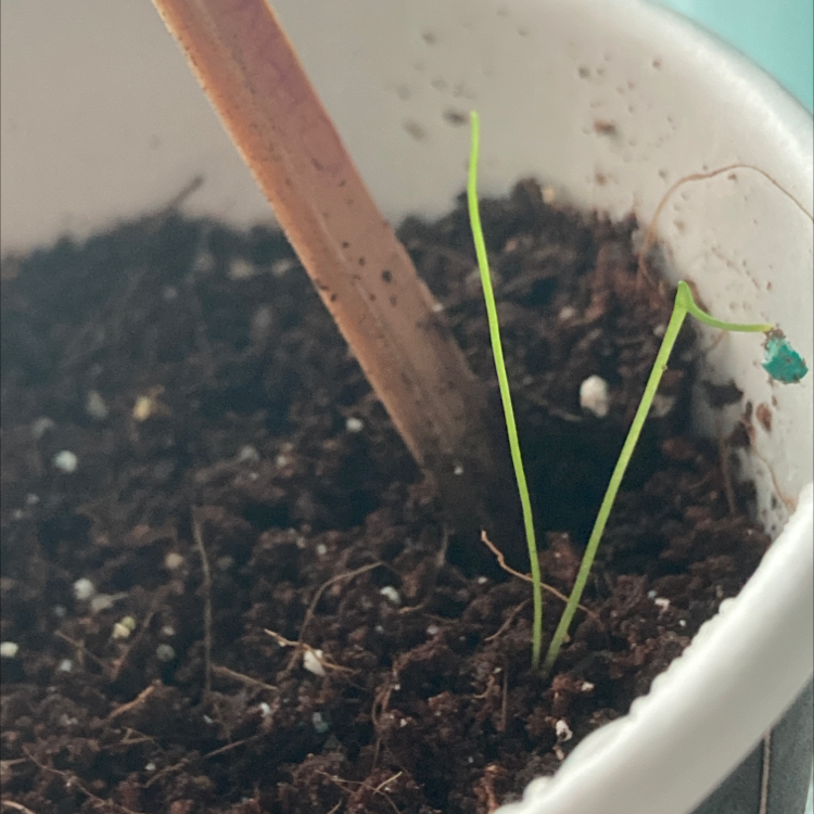 Small Wild Chives plant in a pot with soil and a wooden stick.