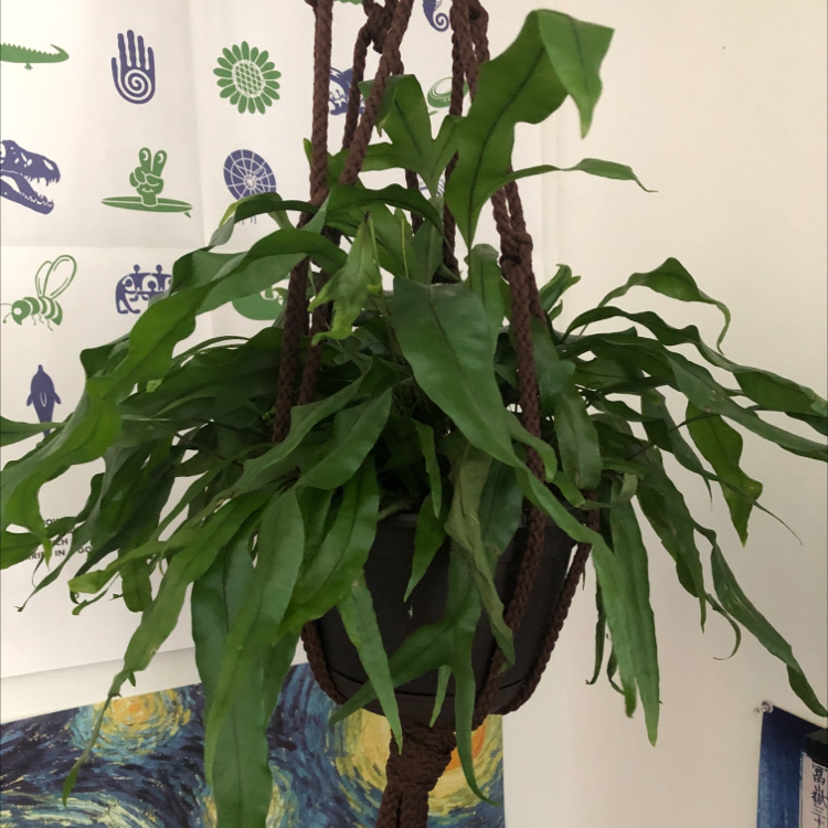Blue Star Fern plant photo by @sarahthedoe named drywall on Greg, the plant care app.