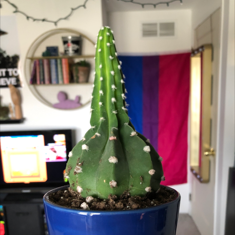 Photo of the plant species Domino Cactus by @sarahthedoe named old groot on Greg, the plant care app