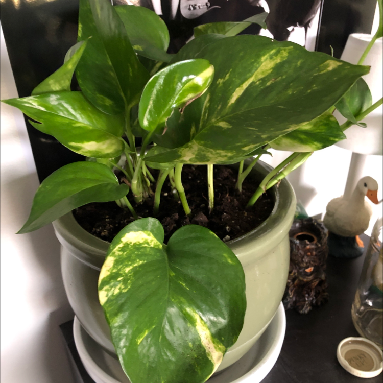 Taro Vine plant photo by @sarahthedoe named febe on Greg, the plant care app.