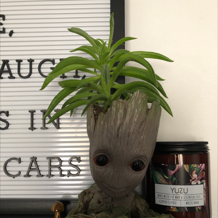 Photo of the plant species Pincushion Peperomia by @sarahthedoe named groot on Greg, the plant care app