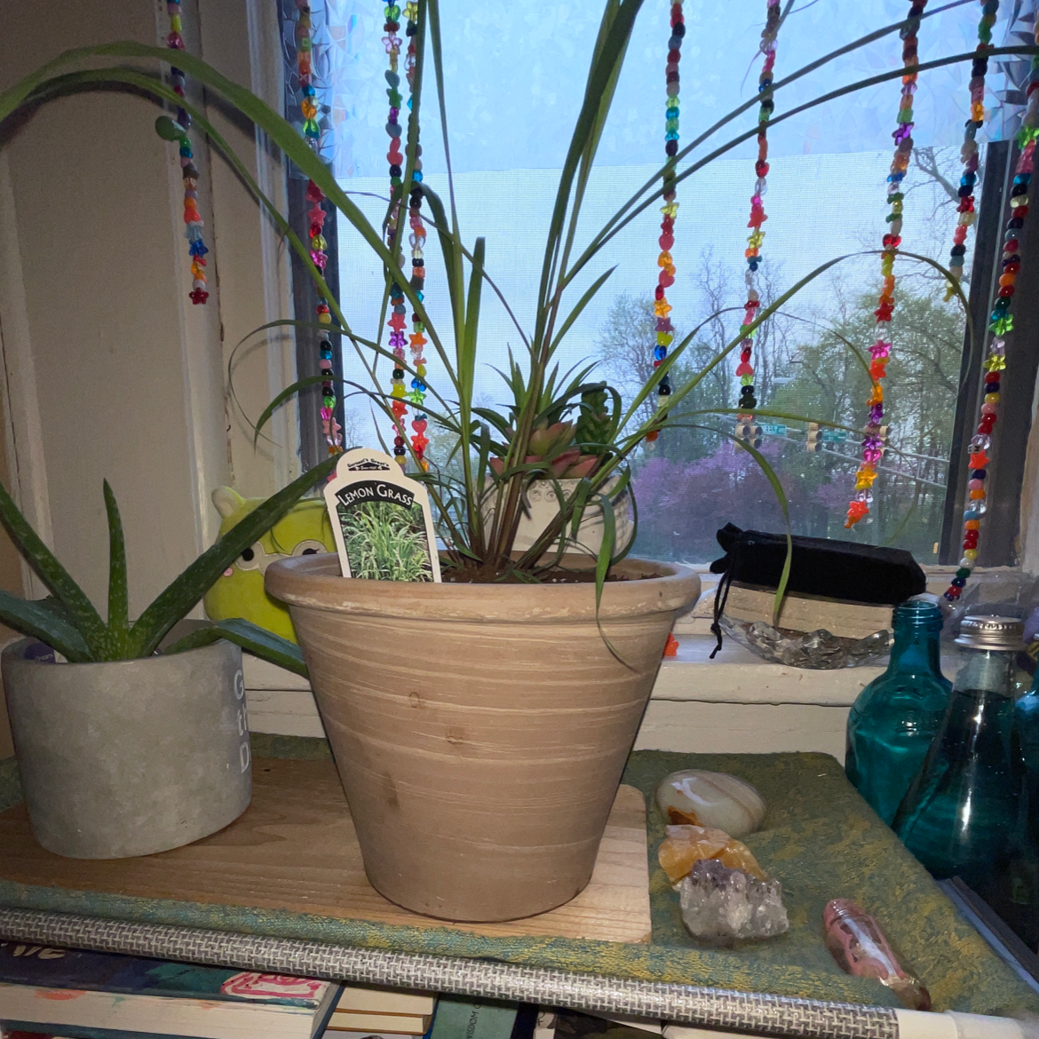 Potted Lemon Grass plant on a windowsill with another plant and decorative items.