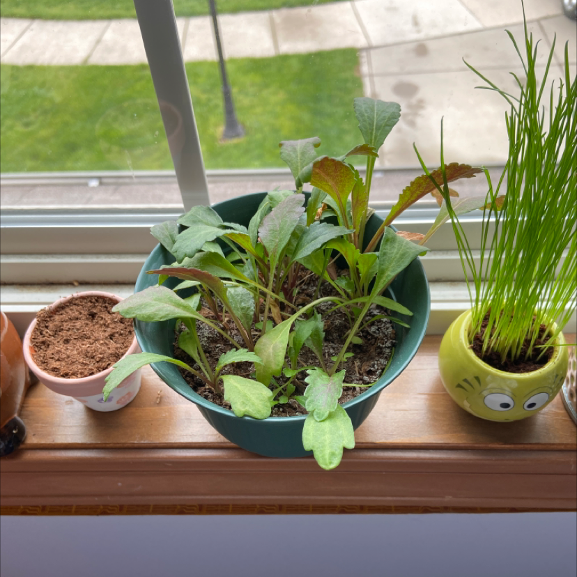 Potted Daisy plant on a windowsill with visible soil and green leaves.