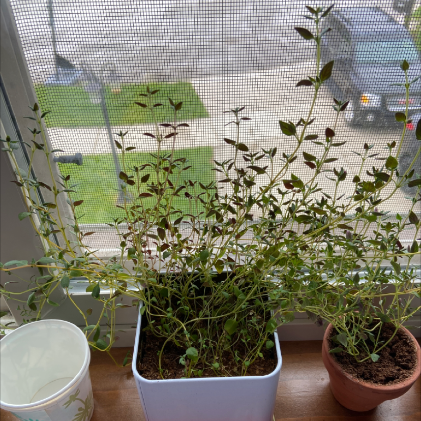 Several healthy potted Common Thyme plants with lush green foliage growing on a sunny windowsill.