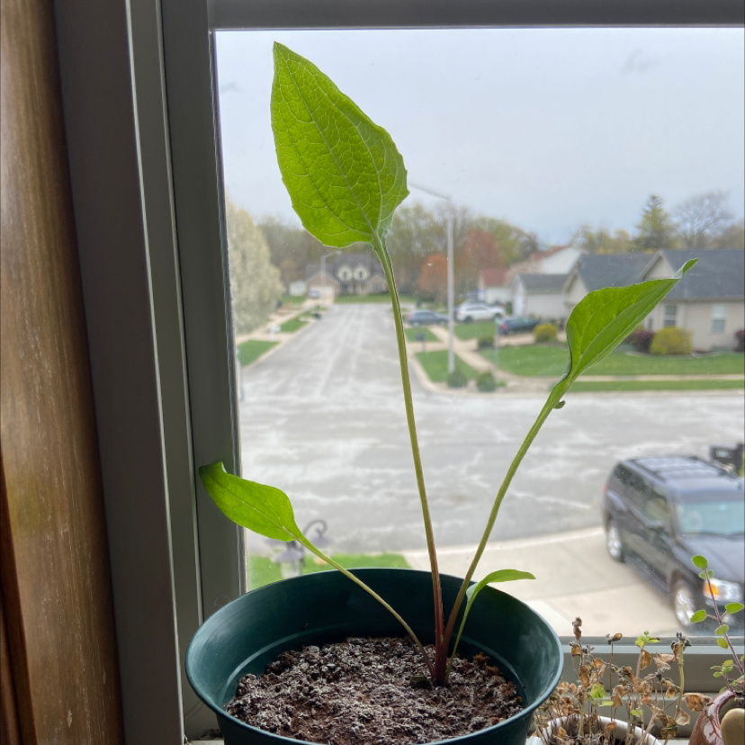 Photo of the plant species Coneflower by Emma named coneflower on Greg, the plant care app