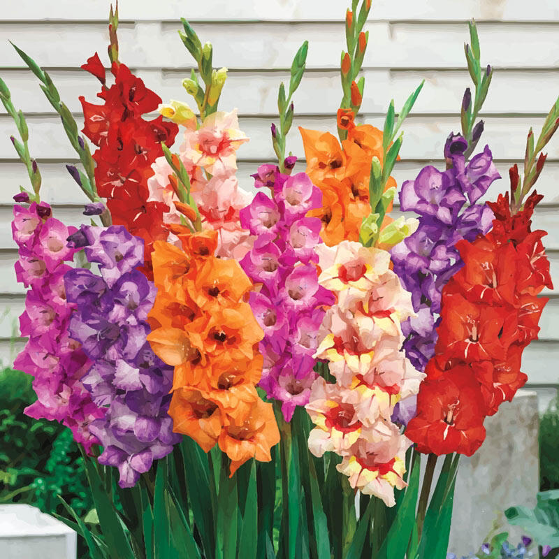 Marsh Gladiolus plant photo by @Drowningsiren named Scarlett on Greg, the plant care app.