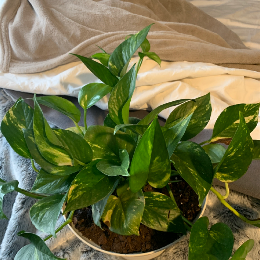 Taro Vine plant photo by Gratia named Marilyn on Greg, the plant care app.