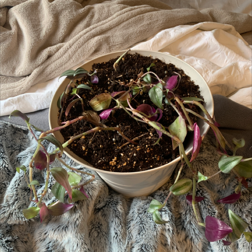 Spiderwort plant photo by Gratia named Diana on Greg, the plant care app.