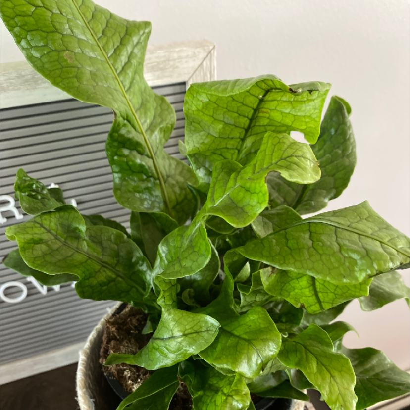 Close-up of a healthy, vibrant green garden lettuce plant growing in a pot with visible soil at the base.