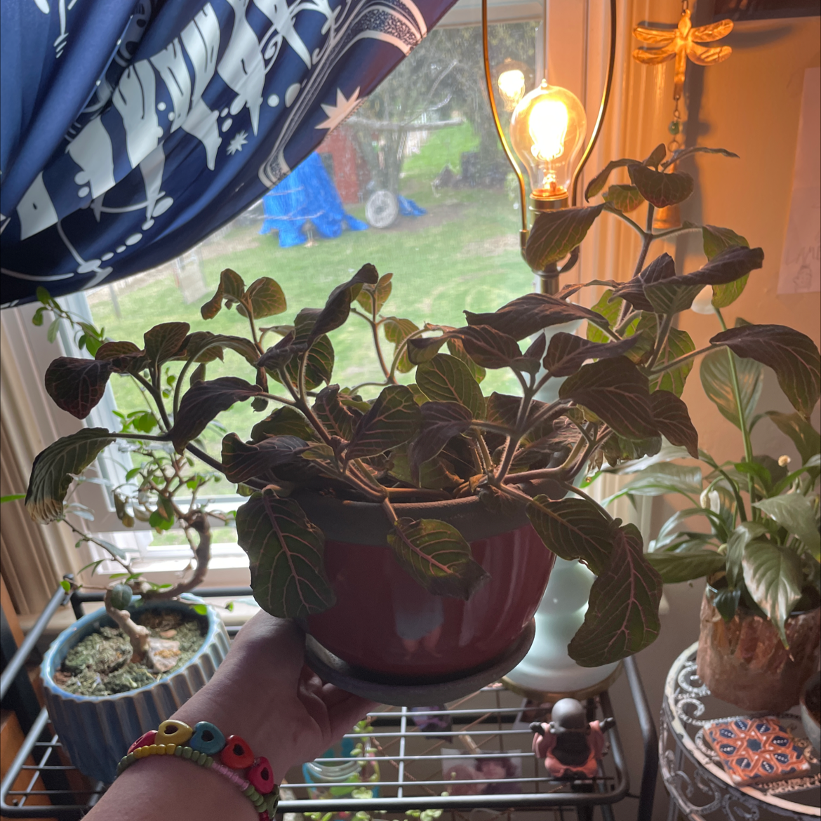 Healthy, vibrant purple Iresine herbstii plant in a planter on a decorative windowsill with other small plants.