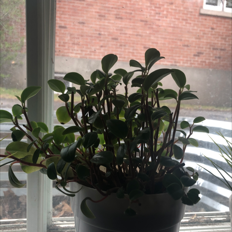 Maidenhair Vine plant in a pot on a windowsill with healthy green leaves.