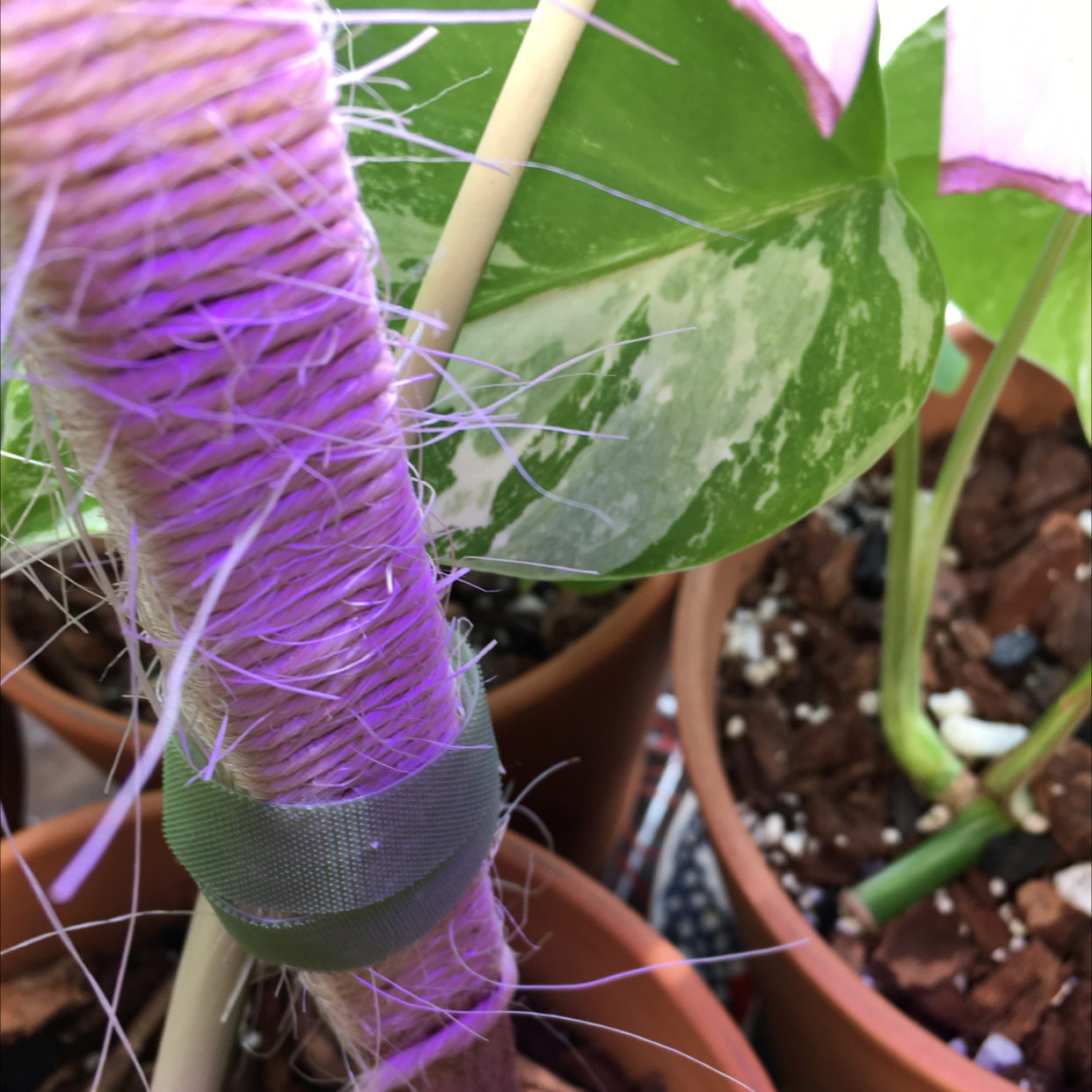 Variegated Monstera plant with variegated leaves and a support structure wrapped in twine.