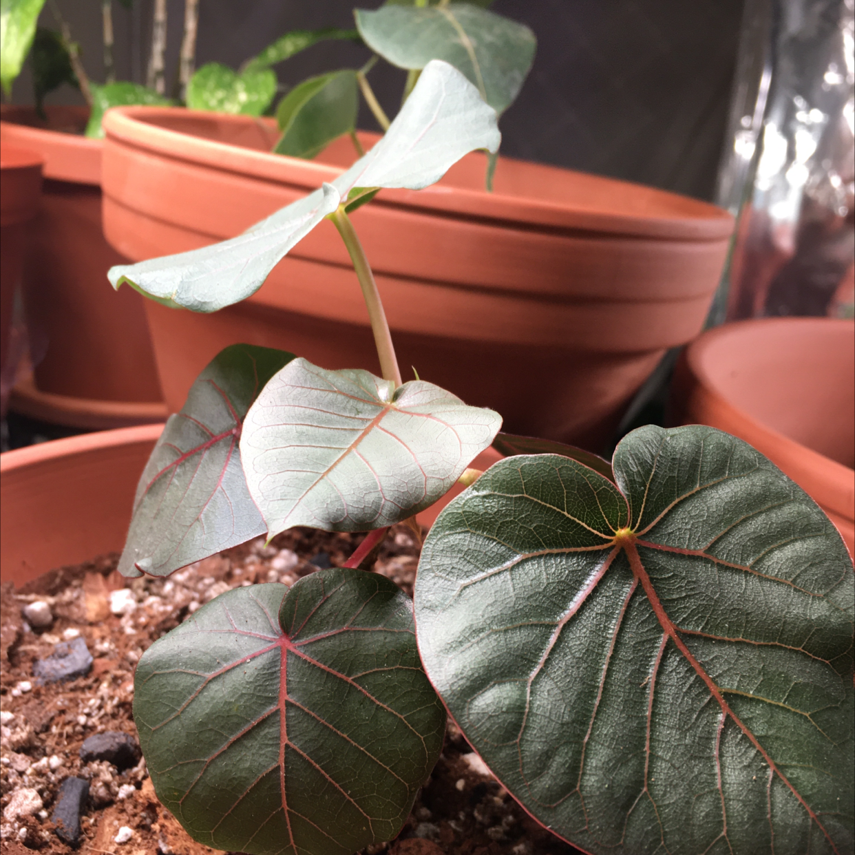 Young Petiolate Fig plant in a terracotta pot with healthy, heart-shaped leaves.