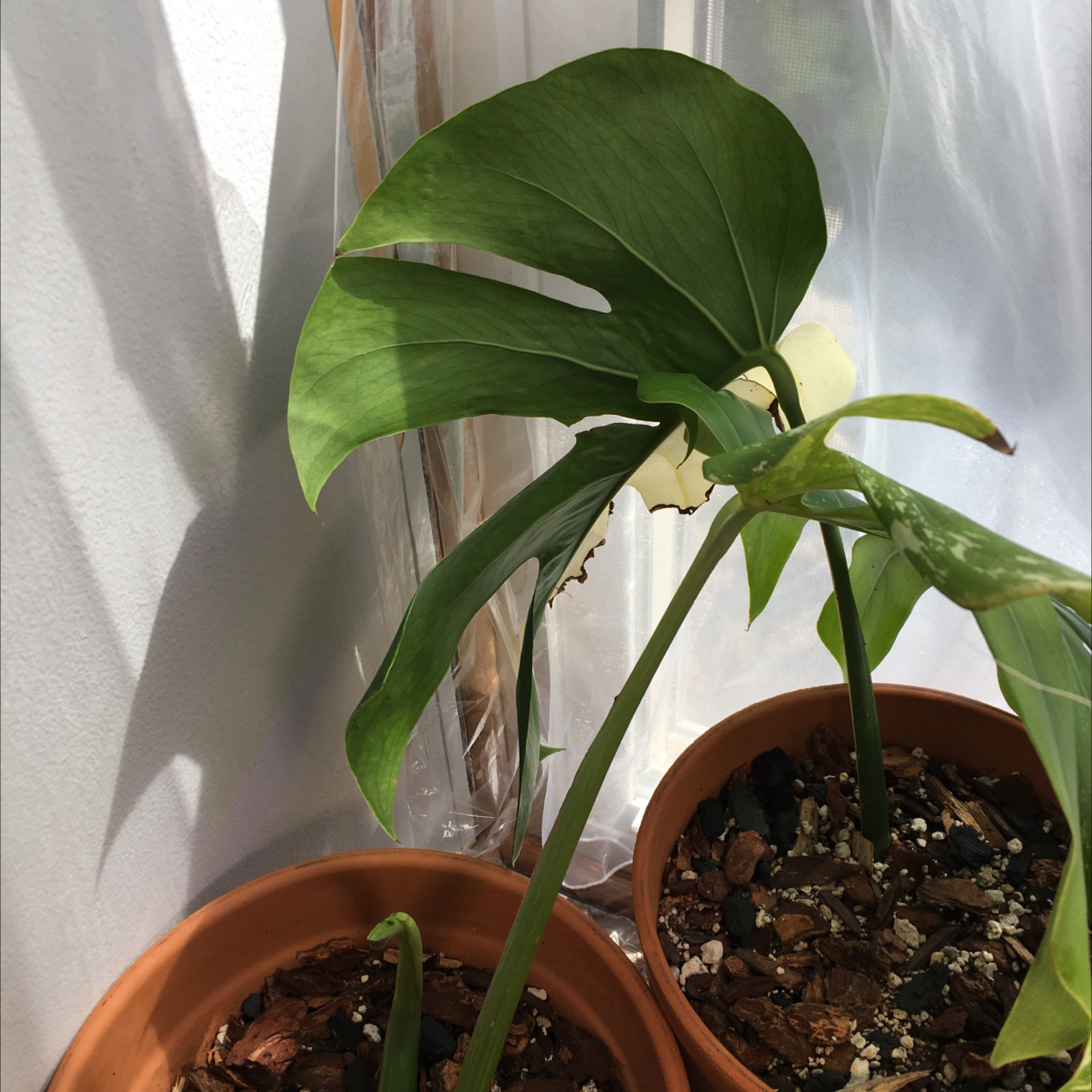Variegated Monstera plant in a pot with some minor browning on the leaf edges.