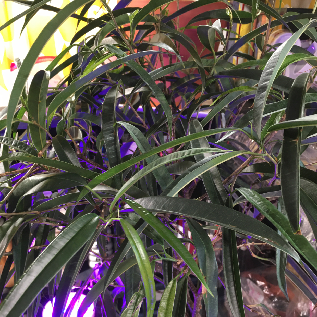 Ficus Alii plant with long, narrow green leaves indoors under artificial lighting.
