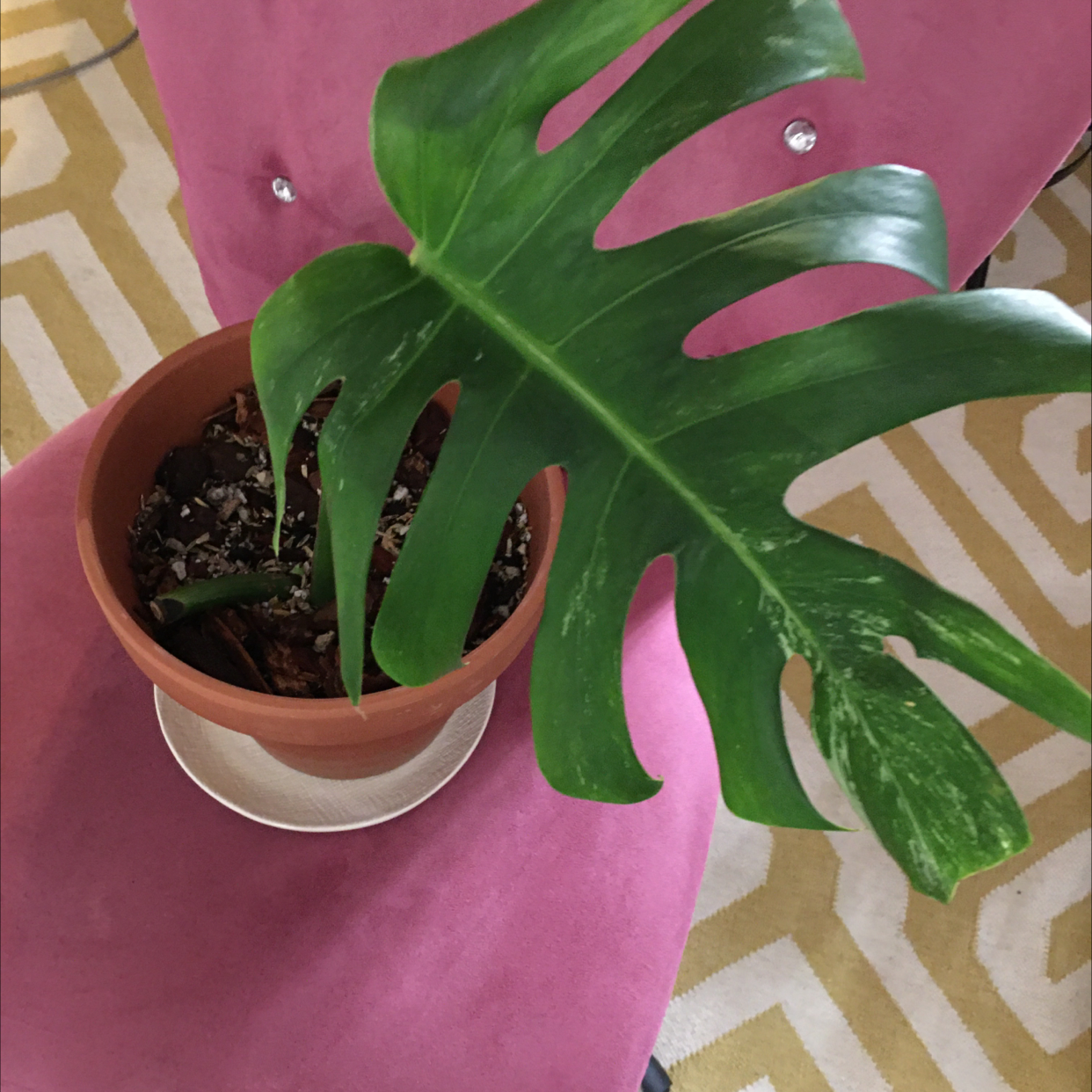 Variegated Monstera plant in a pot on a pink chair with visible soil.