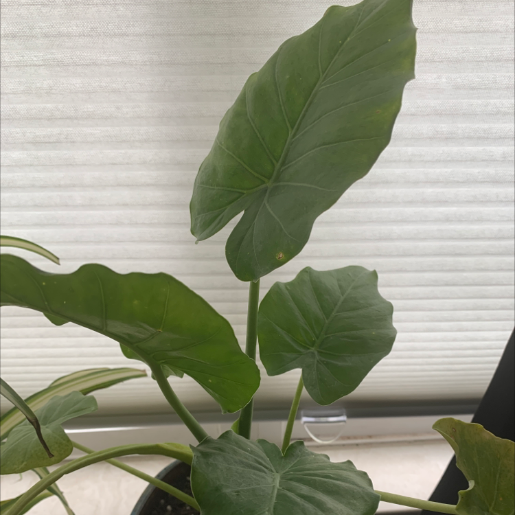 Jewel Alocasia plant with large green leaves and minor yellowing on one leaf, against a window with blinds.