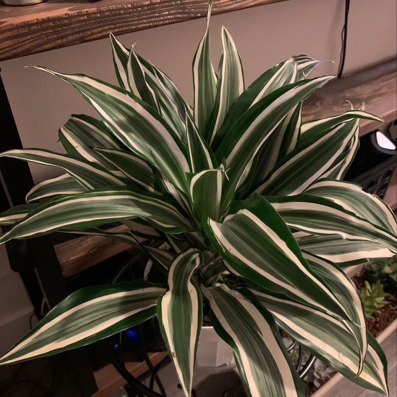 Thriving variegated Cornstalk Dracaena plant with glossy, blemish-free leaves in alternating dark and light green stripes.