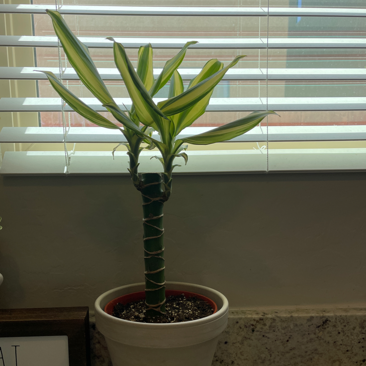 Dracaena 'Sted Sol Cane' plant in a white pot on a windowsill with vibrant green and yellow leaves.