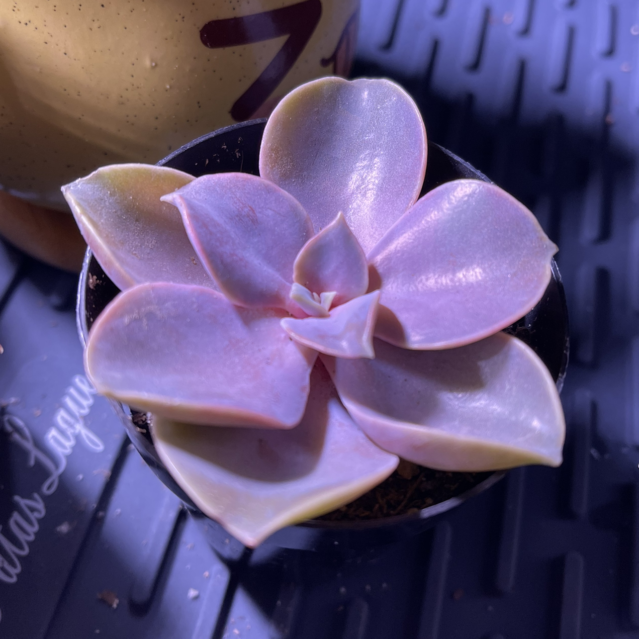 Echeveria 'Perle von Nurnberg' succulent with pinkish-purple leaves in a rosette pattern.