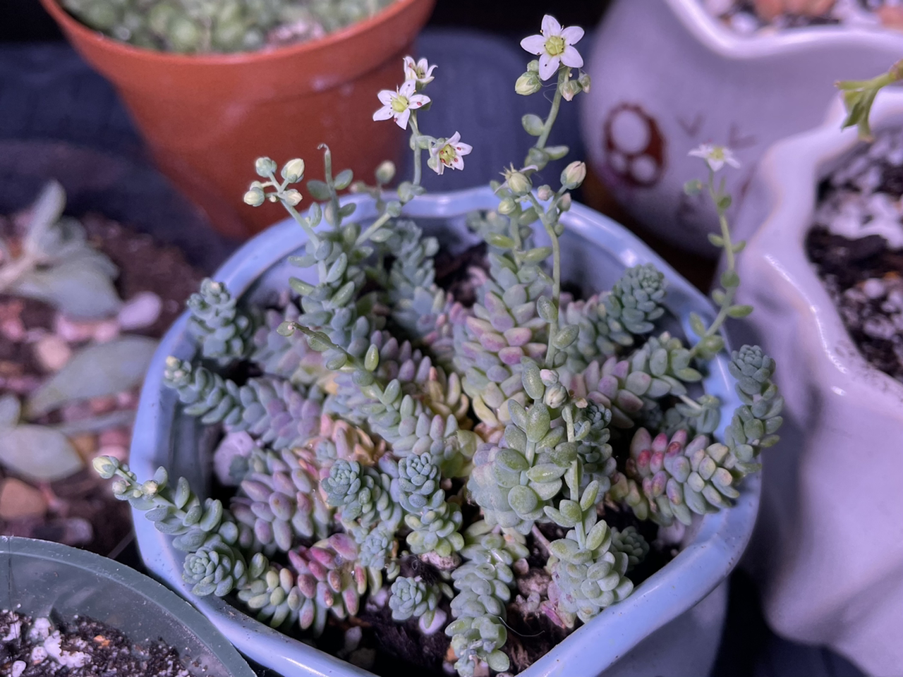 Corsican Stonecrop plant in a pot with small white flowers, healthy green leaves.
