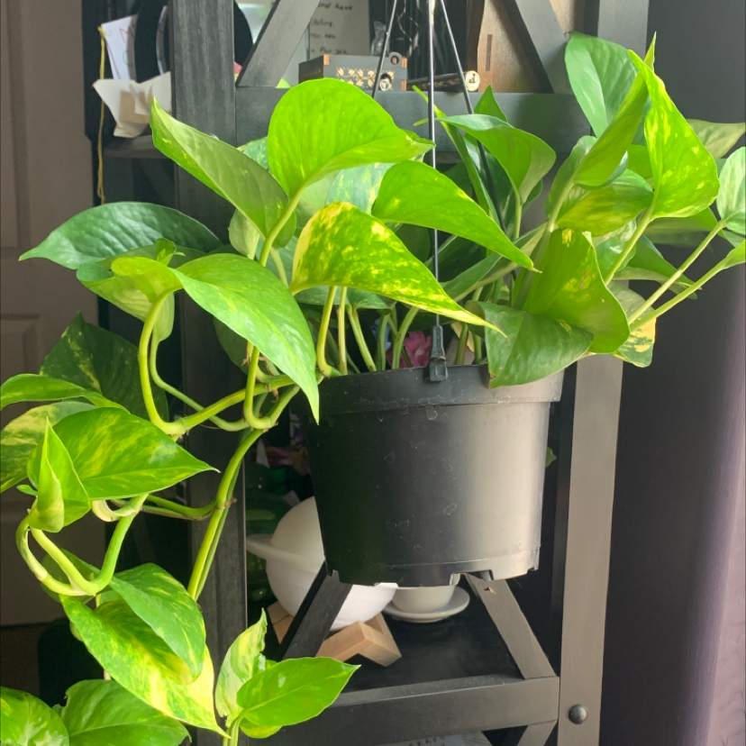Taro Vine plant photo by @Keenteenskip named Pip on Greg, the plant care app.