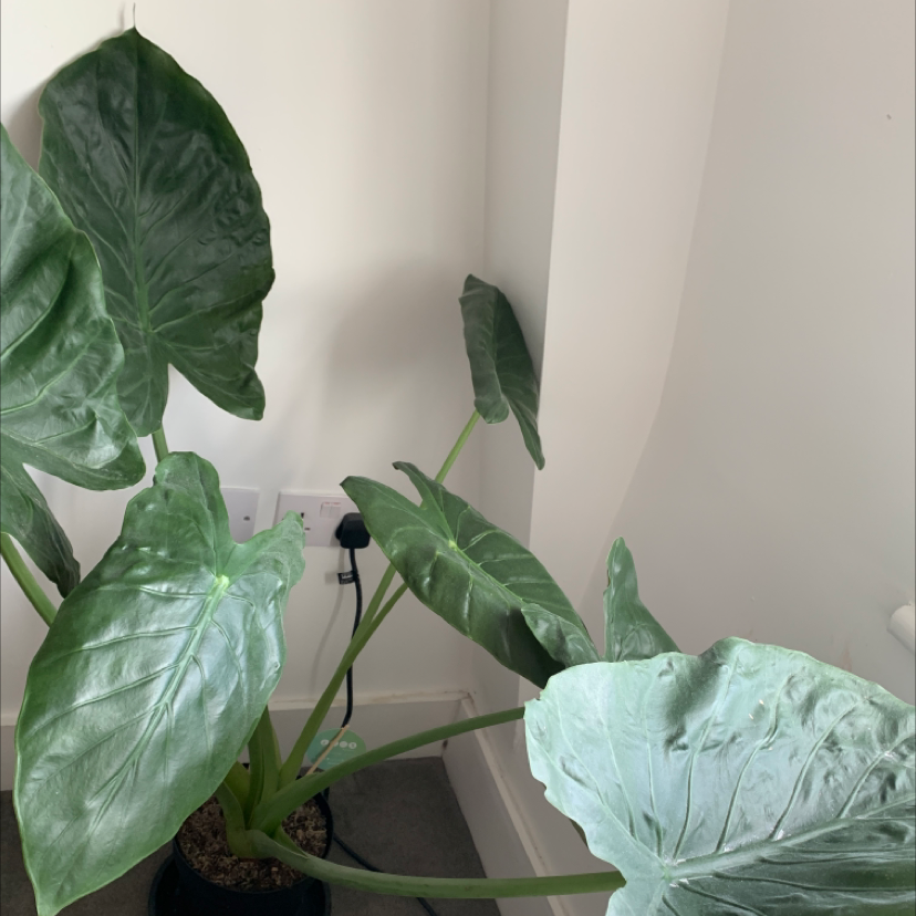 Arrowleaf Elephant Ear plant with large, healthy leaves in a pot indoors.