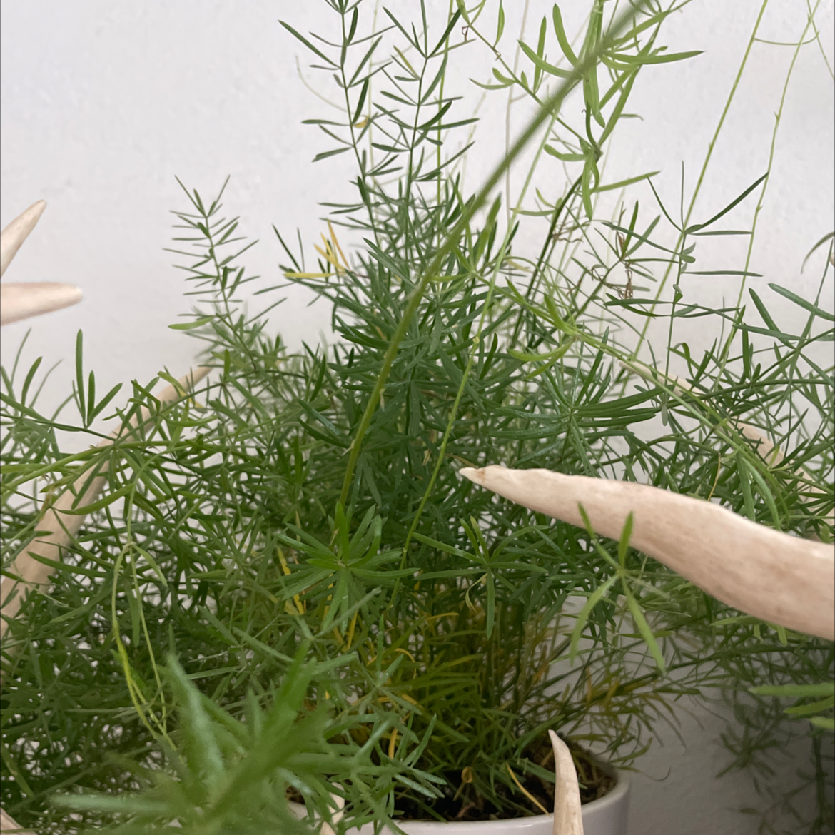 Potted Sprenger's Asparagus plant with thin, needle-like leaves.