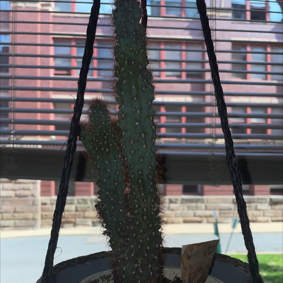 Peruvian Apple Cactus Monstrose in a hanging pot with a building in the background.
