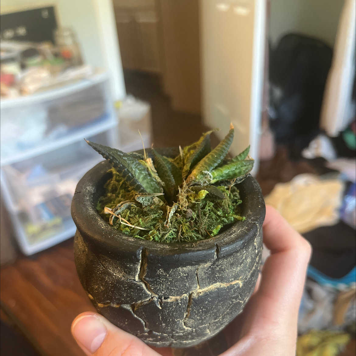 Person's hand holding small potted Fairy Washboard succulent plant with textured green leaves and slight browning on leaf edges.