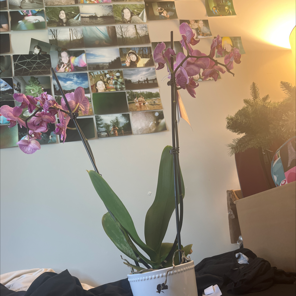 Potted Noble Dendrobium orchid with purple flowers indoors, background includes photos on wall.