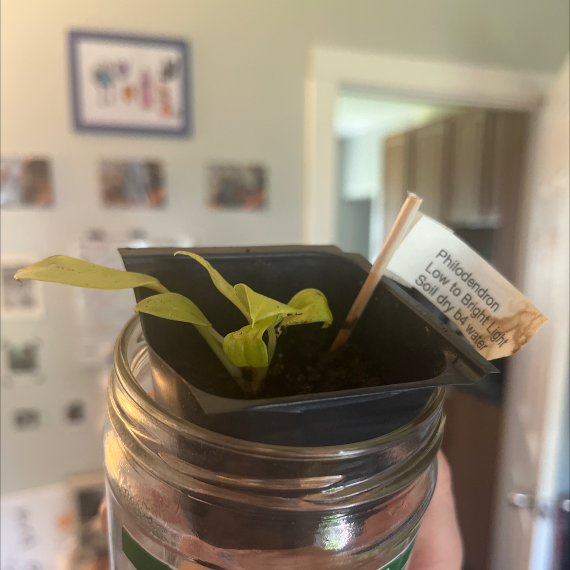 Photo of the plant species Philodendron 'Little Phil' by @gpuff40 named Penelope on Greg, the plant care app