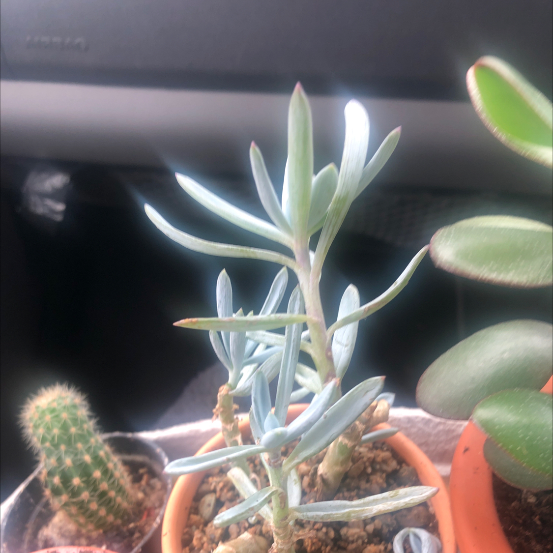 Photo of the plant species Mother of Millions by @Ffionfoxglove named Luna on Greg, the plant care app