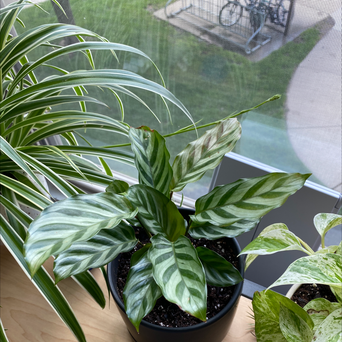 Calathea 'Freddie' plant on a windowsill with vibrant green and white striped leaves.