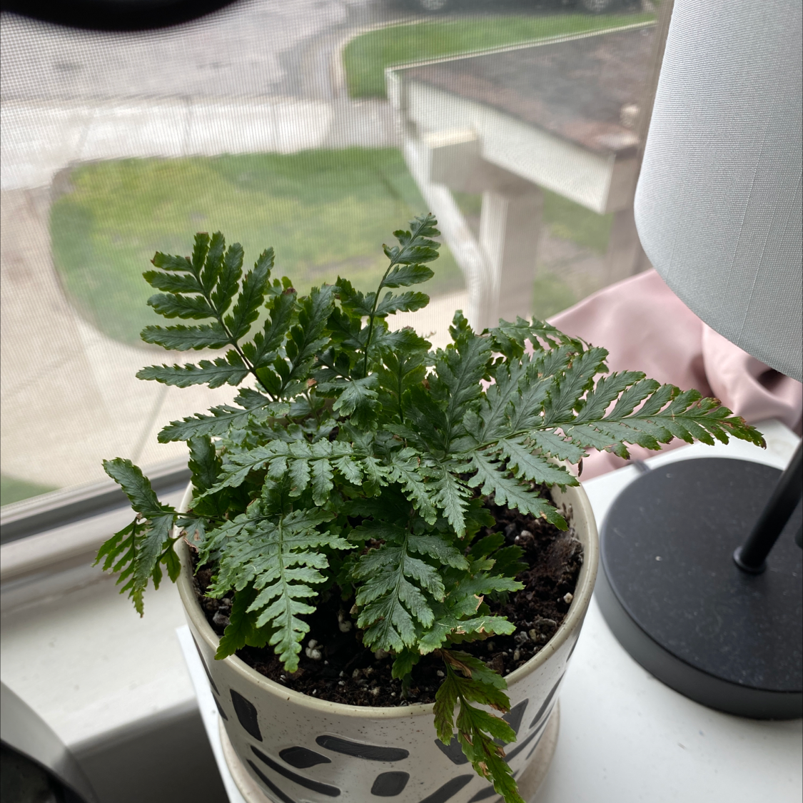 Potted Autumn Fern on a windowsill, healthy green fronds, no visible health issues.