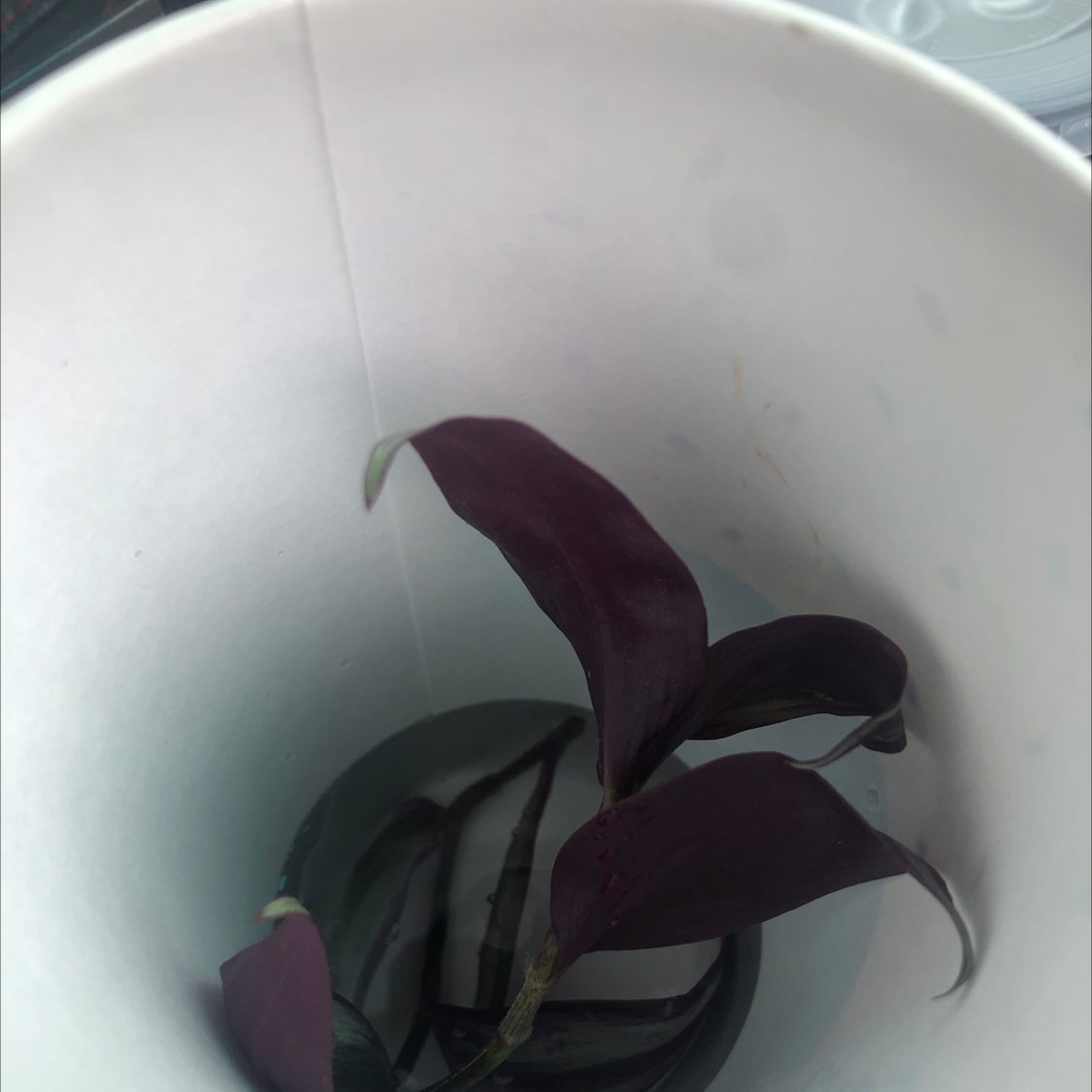 A healthy purple heart plant with vibrant purple leaves trailing over the sides of a white ceramic pot.