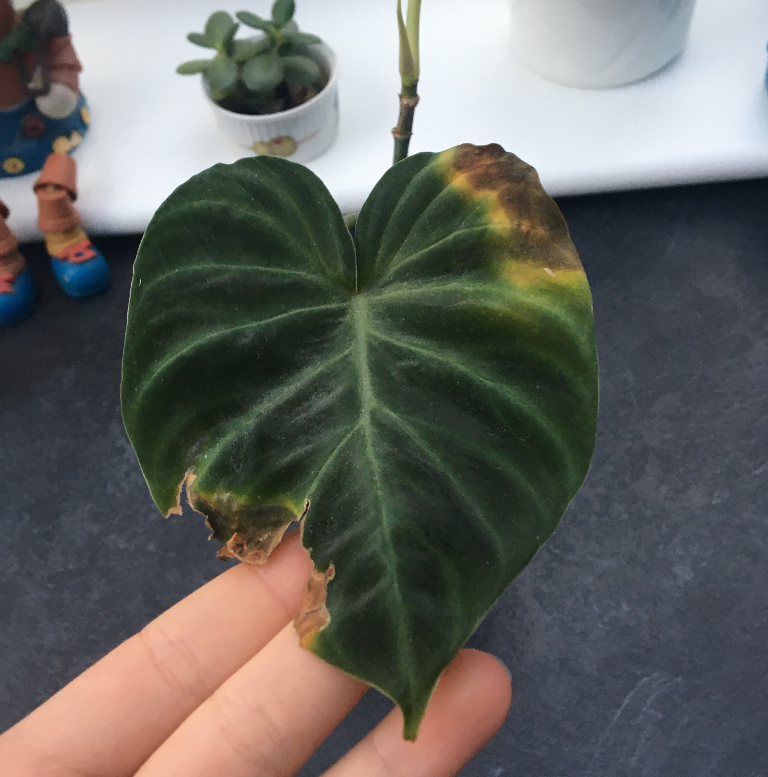Ecuador Philodendron leaf with browning and yellowing edges, held by a hand.