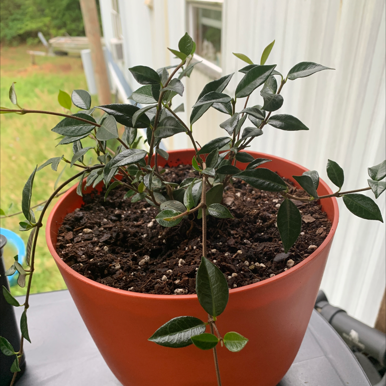Potted Star Jasmine plant with healthy dark green leaves and visible soil.
